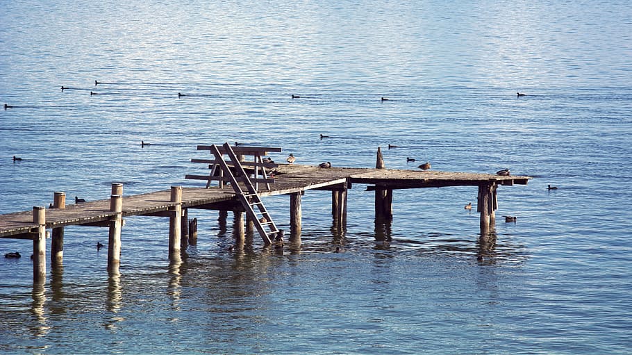 web, boardwalk, water, lake, ducks, rest, silent, nature, sea HD wallpaper