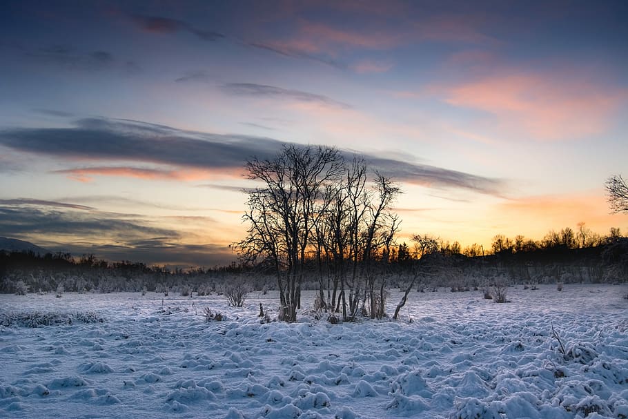 bare tree under cloudy sky, bare trees on snow covered ground HD wallpaper