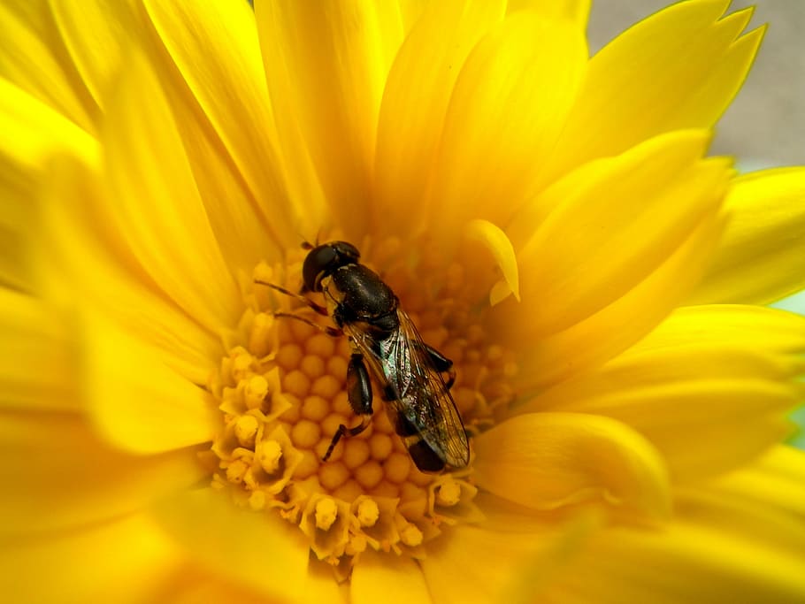 macro, wasp, insect, flower, yellow, flowering plant, animal themes HD wallpaper