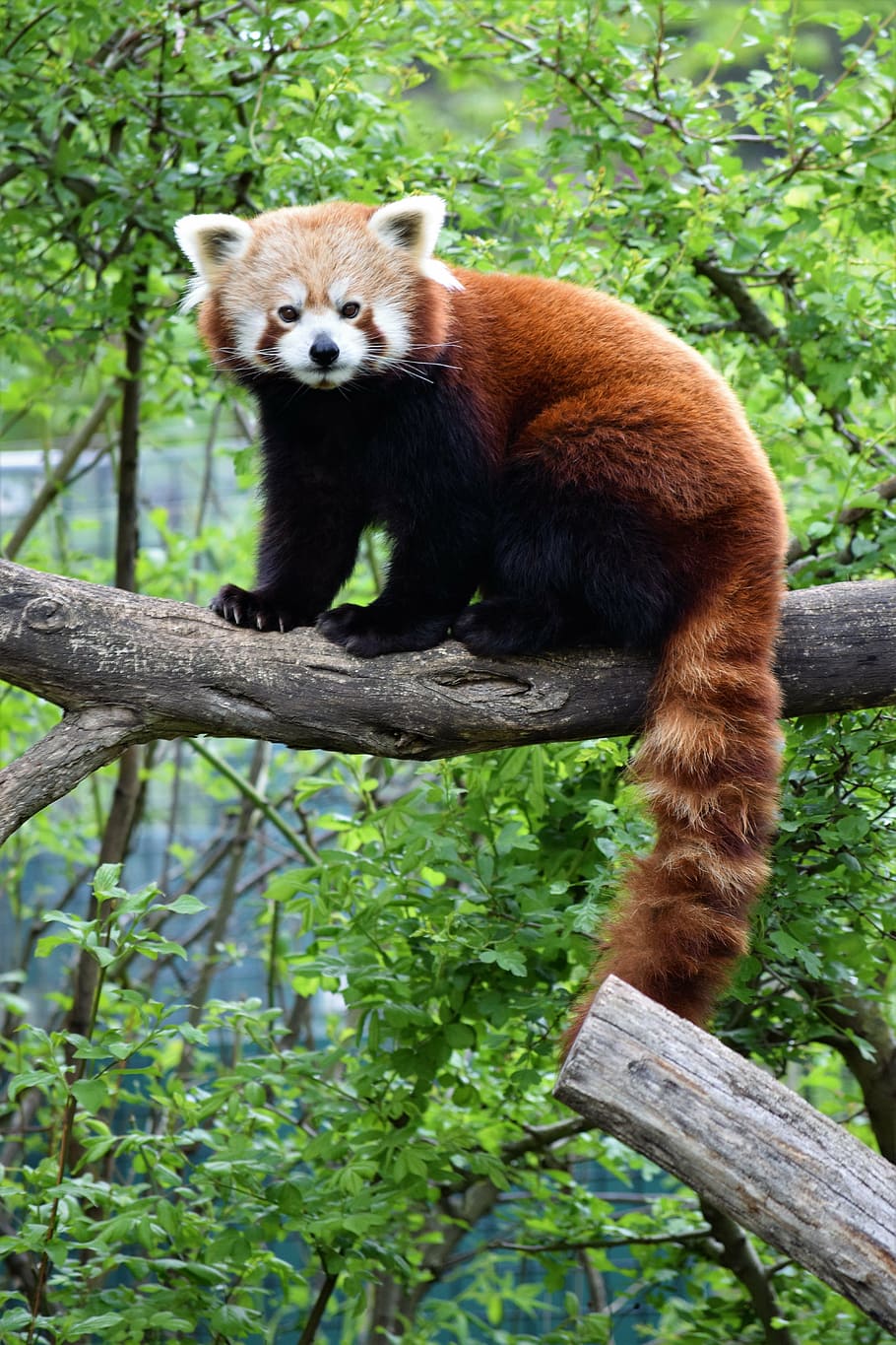 HD wallpaper: red panda, ailurus fulgens, red cat-bear, bamboo eater ...