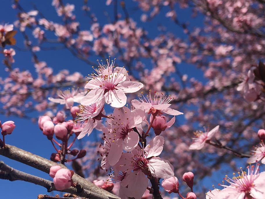 Cherry, Blossoms, Tree, Branch, Bloom, spring, nature, pink HD wallpaper