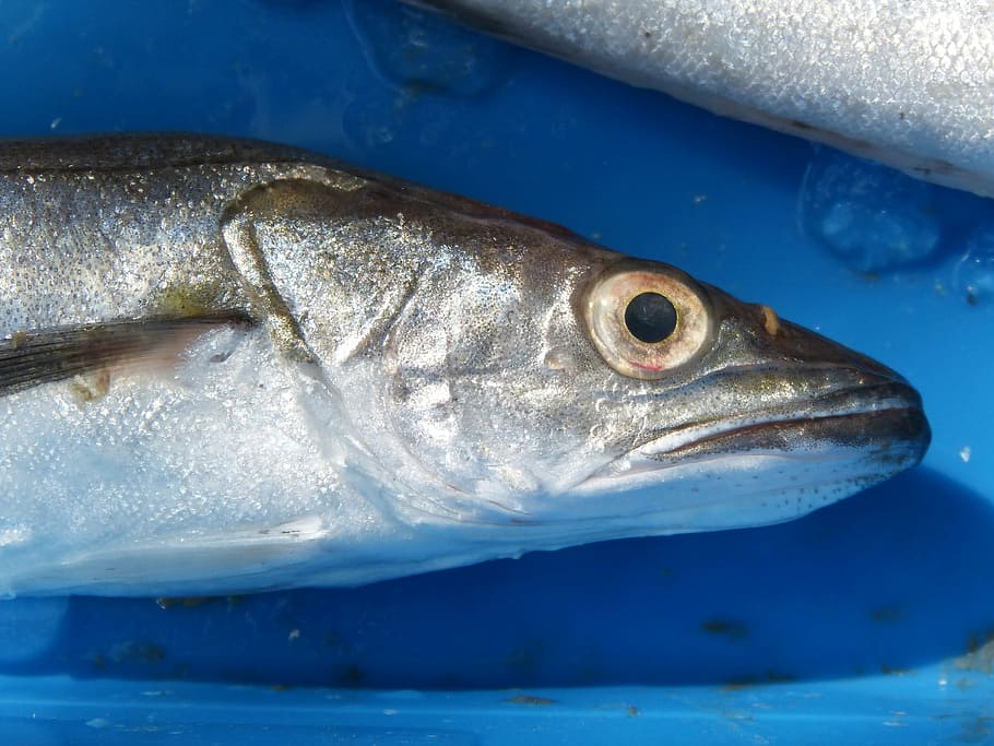 whiting, hake, llucet, fresh fish, mediterranean diet, food HD wallpaper
