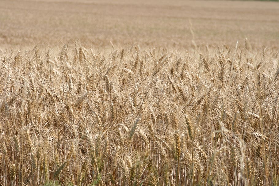 wheat, cereals, field, straw, harvest, agriculture, crop, rural scene HD wallpaper