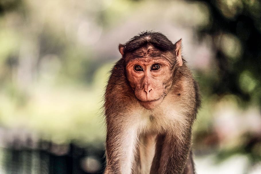 shallow focus photography of monkey, Eyes, ape, primate, animal HD wallpaper
