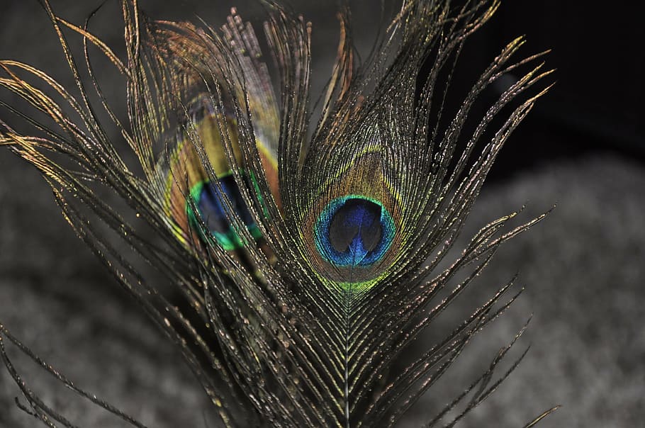 peacock feather, macro, colorful, pattern, design, texture HD wallpaper