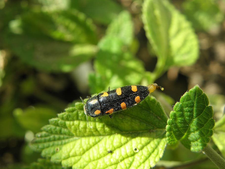 campaign, insect, sage, macro, green, summer, animal wildlife HD wallpaper
