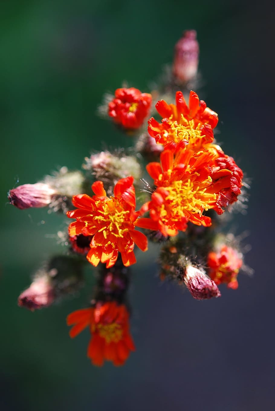 Asteracea, Flower, Blossom, Bloom, orange, red, distinctive HD wallpaper