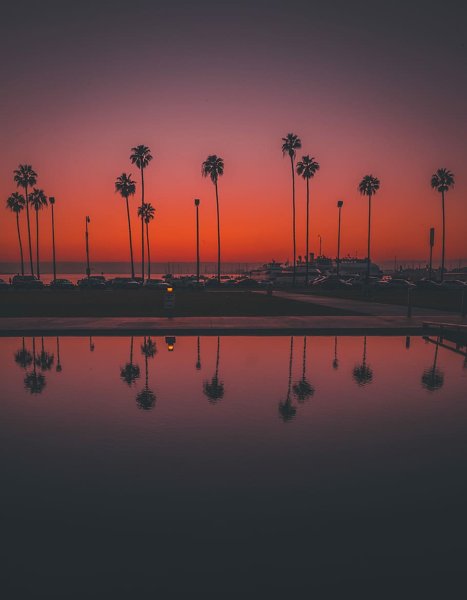 Little Italy San Diego, coconut palm tree near body of water HD wallpaper