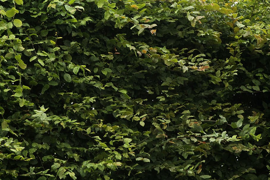 forest, green, leaf, nature, plant, plant part, growth, green color HD wallpaper