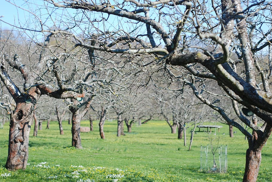 orchard, apple trees, garden, horticulture, farm, fall, leafless HD wallpaper