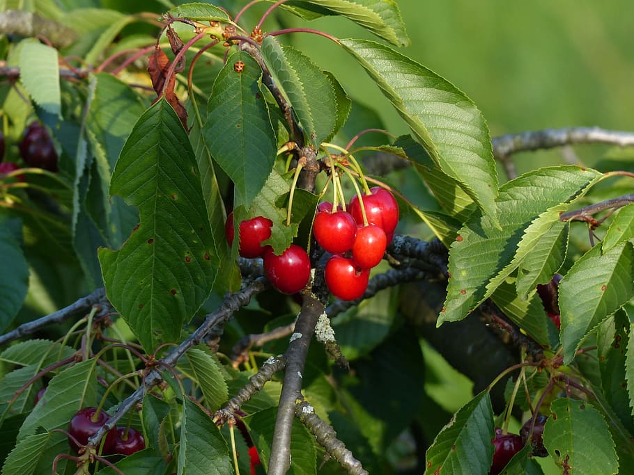 Sweet Cherry, Cherry, Red, Red, Fruit, healthy, leaves, branch, HD wallpaper