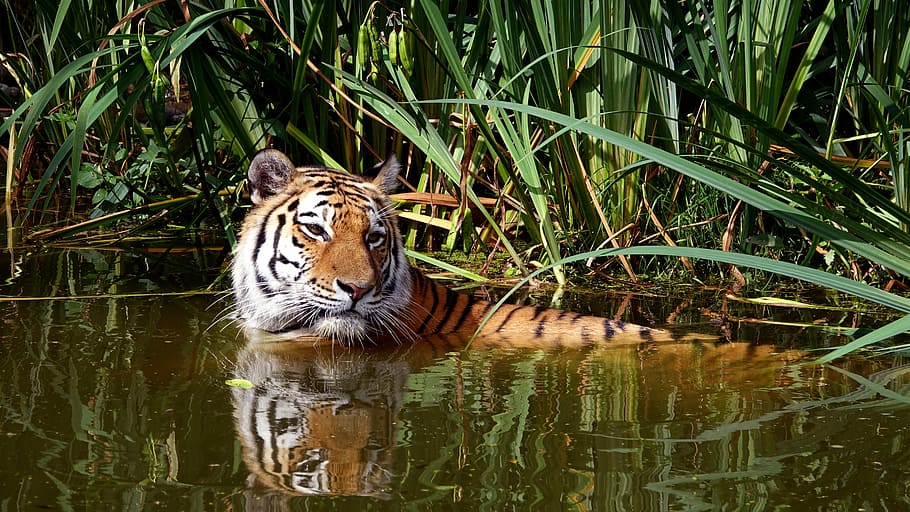orange lion on water near green plants, tiger, cat, zoo, animal HD wallpaper