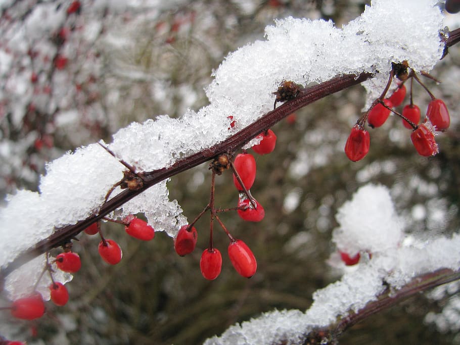winter, snow, berries, red, white, wintry, thorns, bush, close HD wallpaper