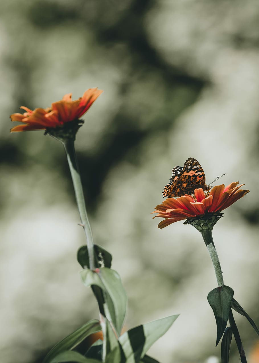 orange butterfly perched on top of flower, selective photo of painted lady butterfly perching on orange daisy flower at daytime HD wallpaper