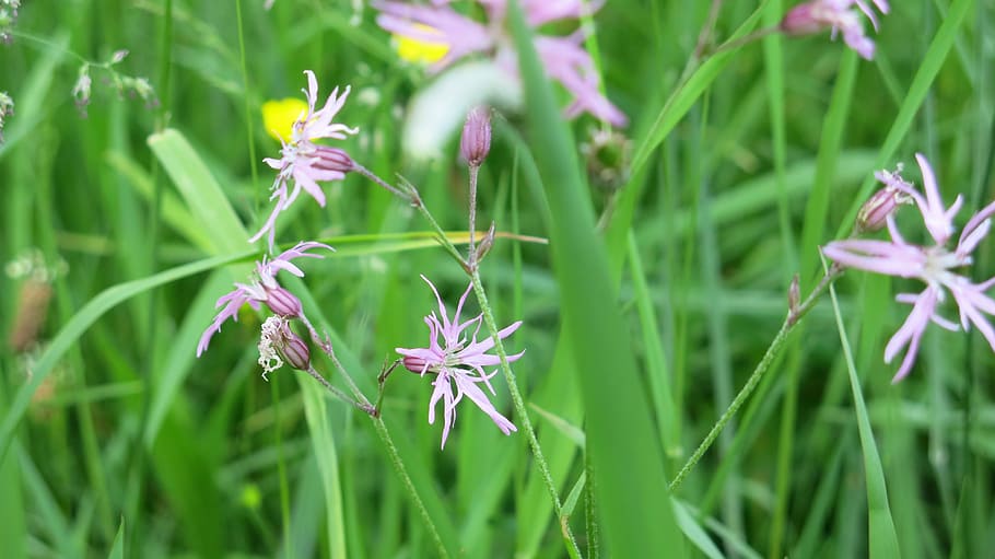 grasses, meadow, green, flowers, tender, plant, flowering plant HD wallpaper