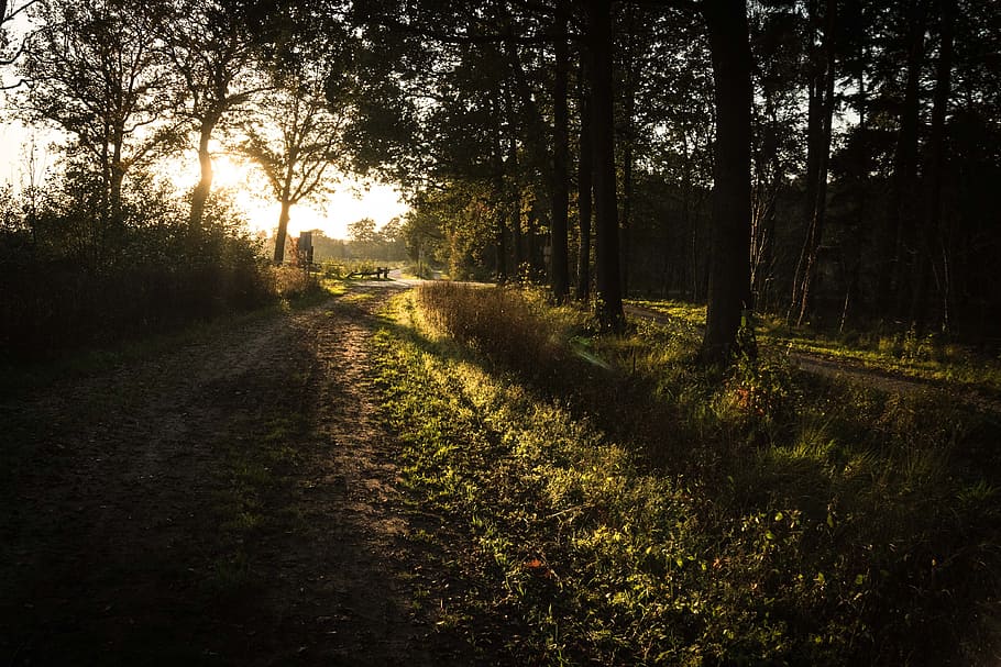sunset, forest, road, landscape, green, nature, tree, plant HD wallpaper