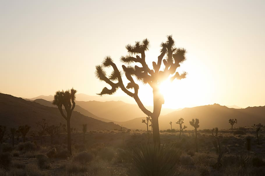 plant in desert with sun glaring behind, silhouette photo of trees on desert HD wallpaper