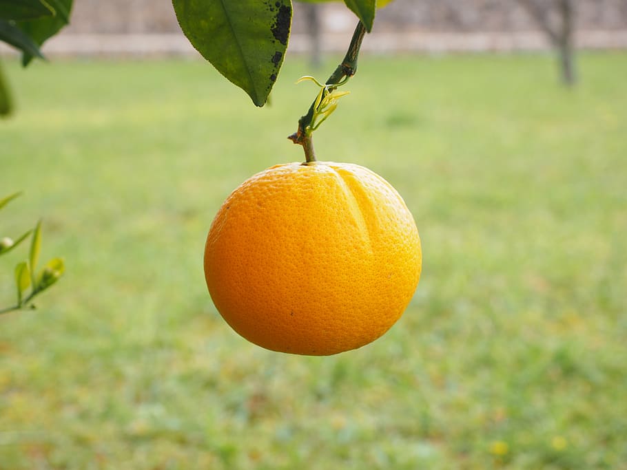 orange, fruit, orange tree, periwinkle, citrus, diamond green HD wallpaper