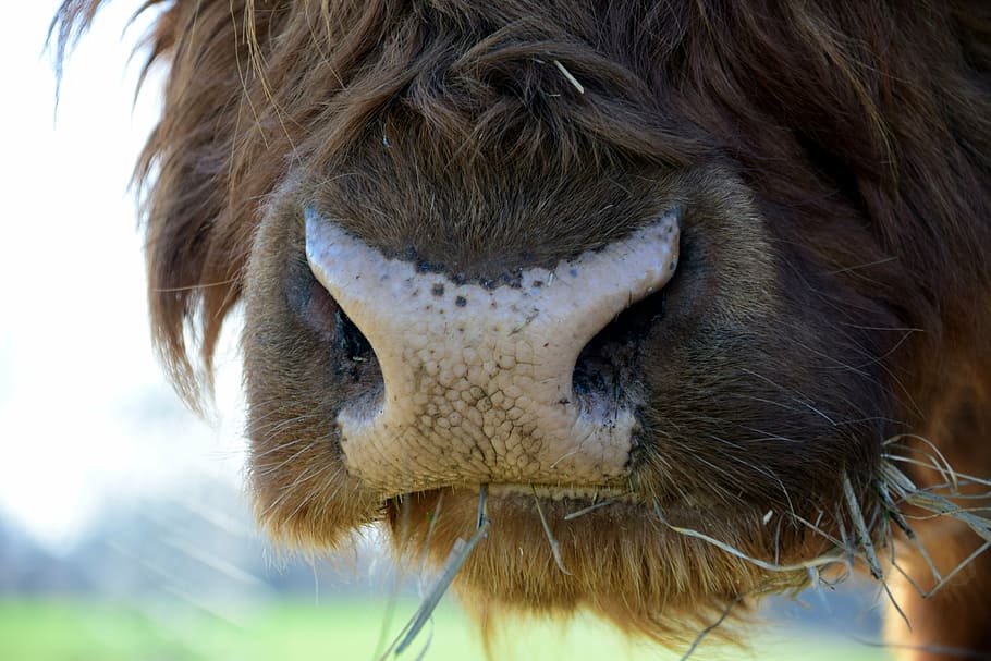 snout, close, animal, beef, highland beef, hay, eat, bovine snout HD wallpaper