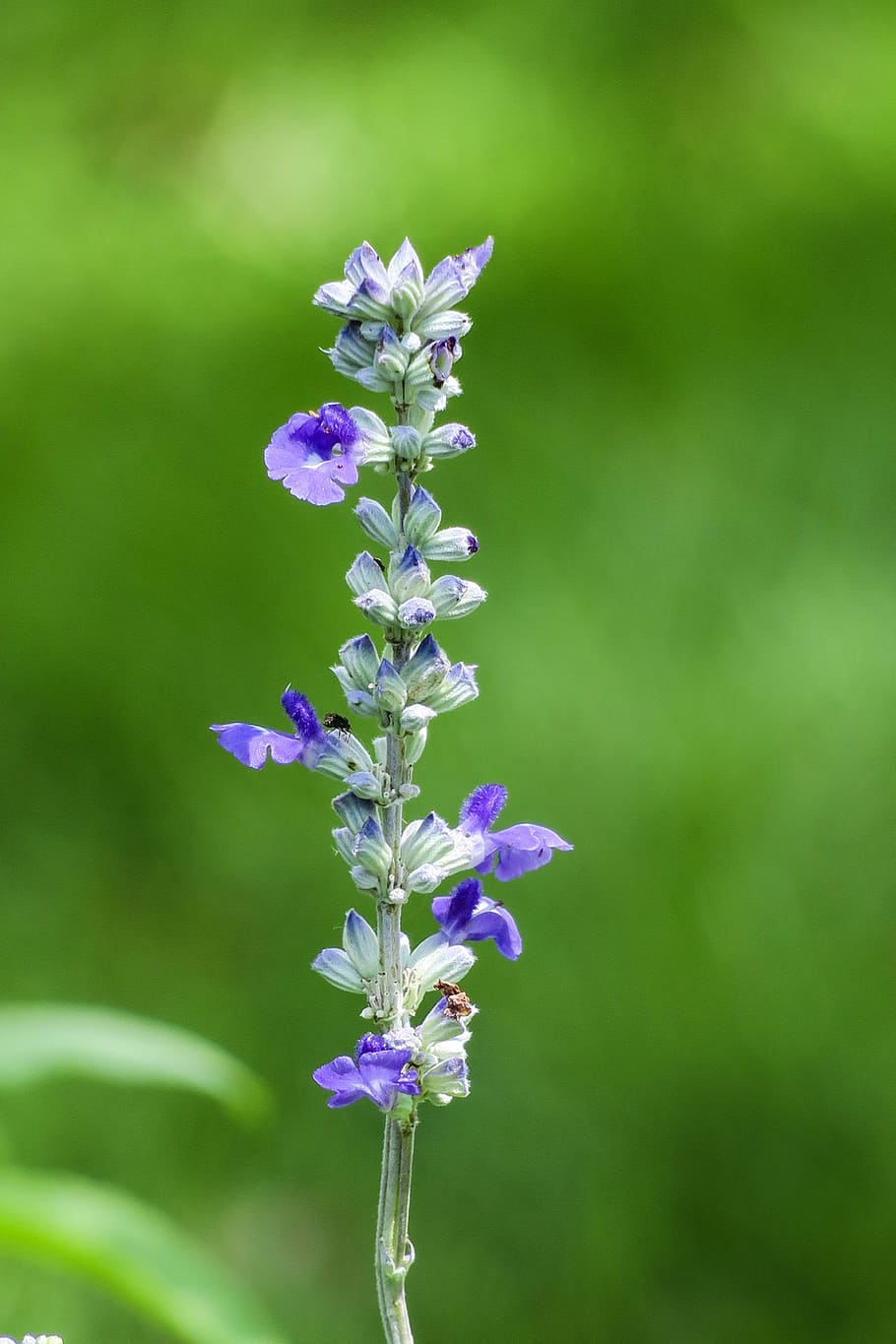 HD wallpaper sage, natural, plant, flower, landscape, flowers, flowers