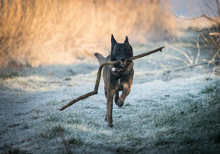 adult black and brown Belgian malinois carrying fetch stick, race, HD wallpaper
