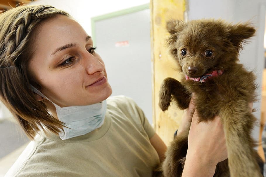 girl with mouth mask holding a gray puppy, vet, veterinarian