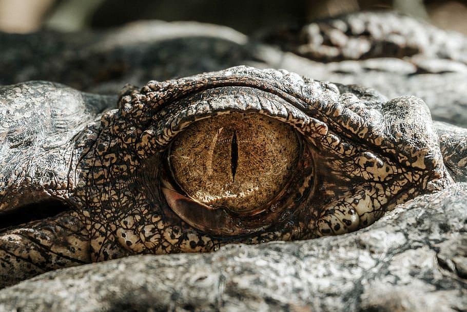 macro photography of gray alligator eye, closeup photography of crocodile eye HD wallpaper