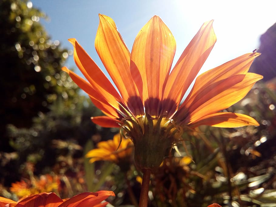 daisy, flower, sky, orange, petals, closeup, sun, flowering plant HD wallpaper