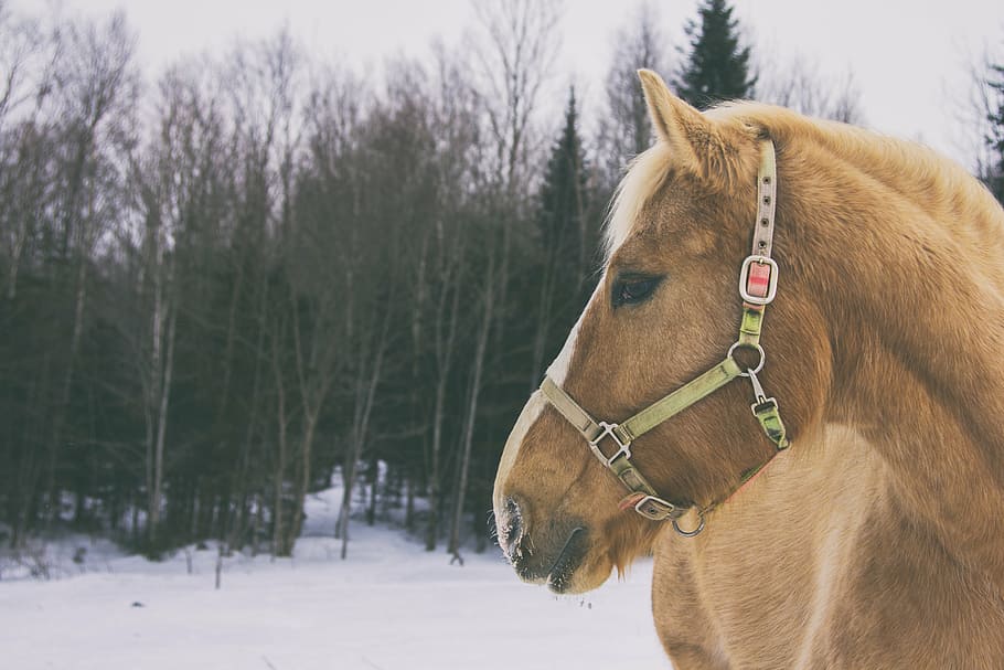 horse, snow, cold, quebec, canada, winter, domestic animals HD wallpaper