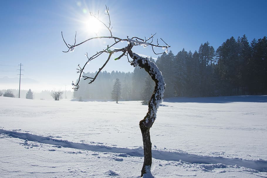 Wintry, Tree, Light, Winter, Mood, Snow, cold, snow landscape HD wallpaper