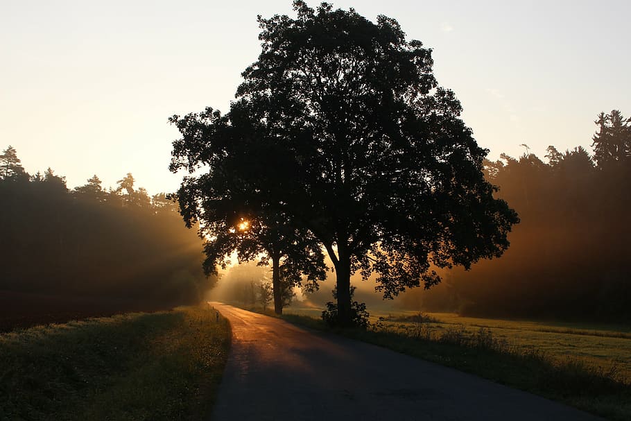 silhouette of tree and sun beam through tree, golden, hour HD wallpaper