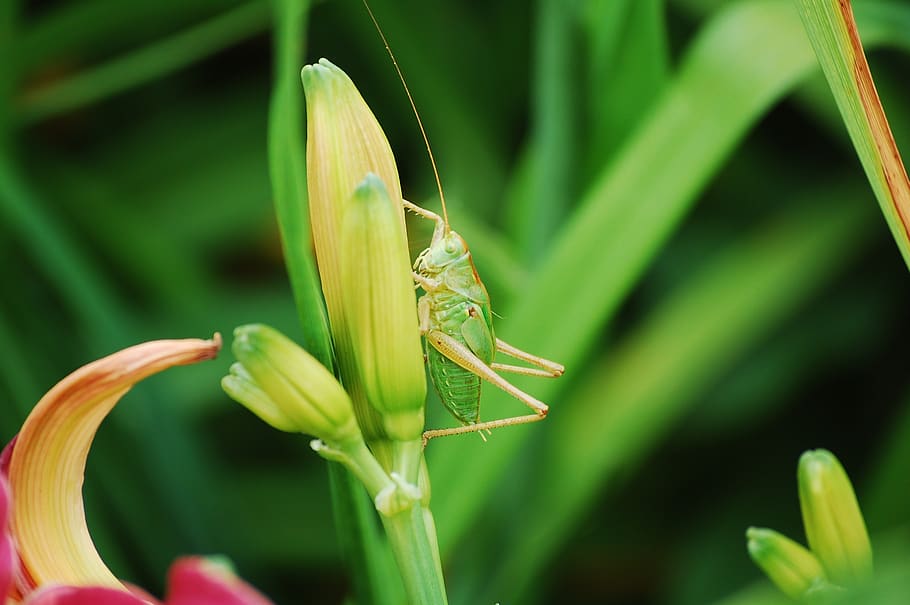 grass, grasshopper, close up, meadow, creature, beautiful, blade of grass HD wallpaper