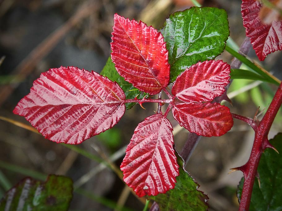closeup photo of red and green leafed plant, red leaf, moisture HD wallpaper