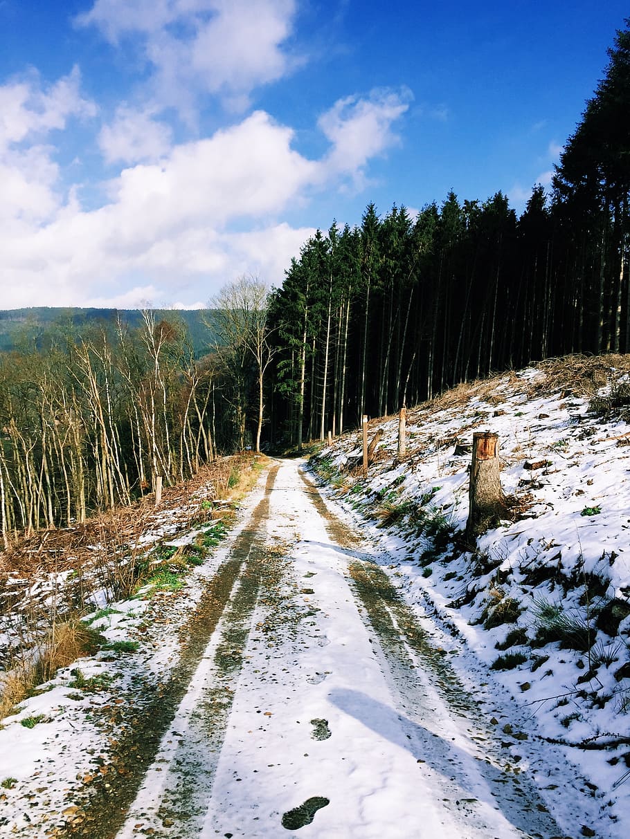 view, belgium, snow, nature, forest, landscape, tree, road HD wallpaper