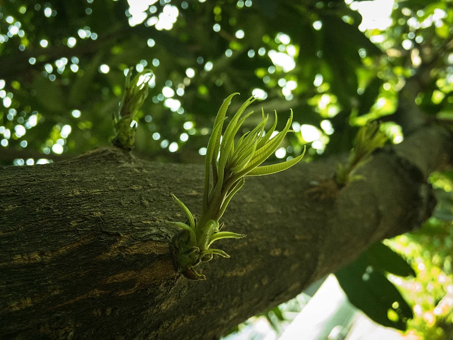 Growing elder