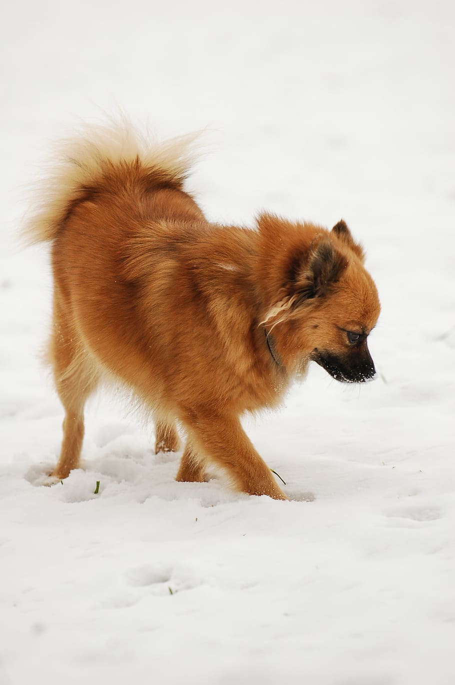 Dog, Snow, Winter, pointed tip, dog in the snow, cold temperature HD wallpaper