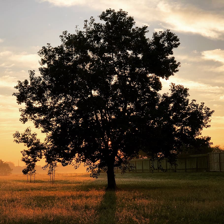 tree, landscape, nature, sun, dawn, oak, sunrise, morning, outdoor HD wallpaper