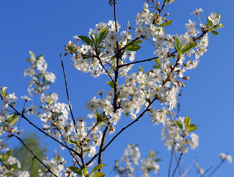 spring, flowers, nature, branch, cherry, plant, flowering plant HD wallpaper