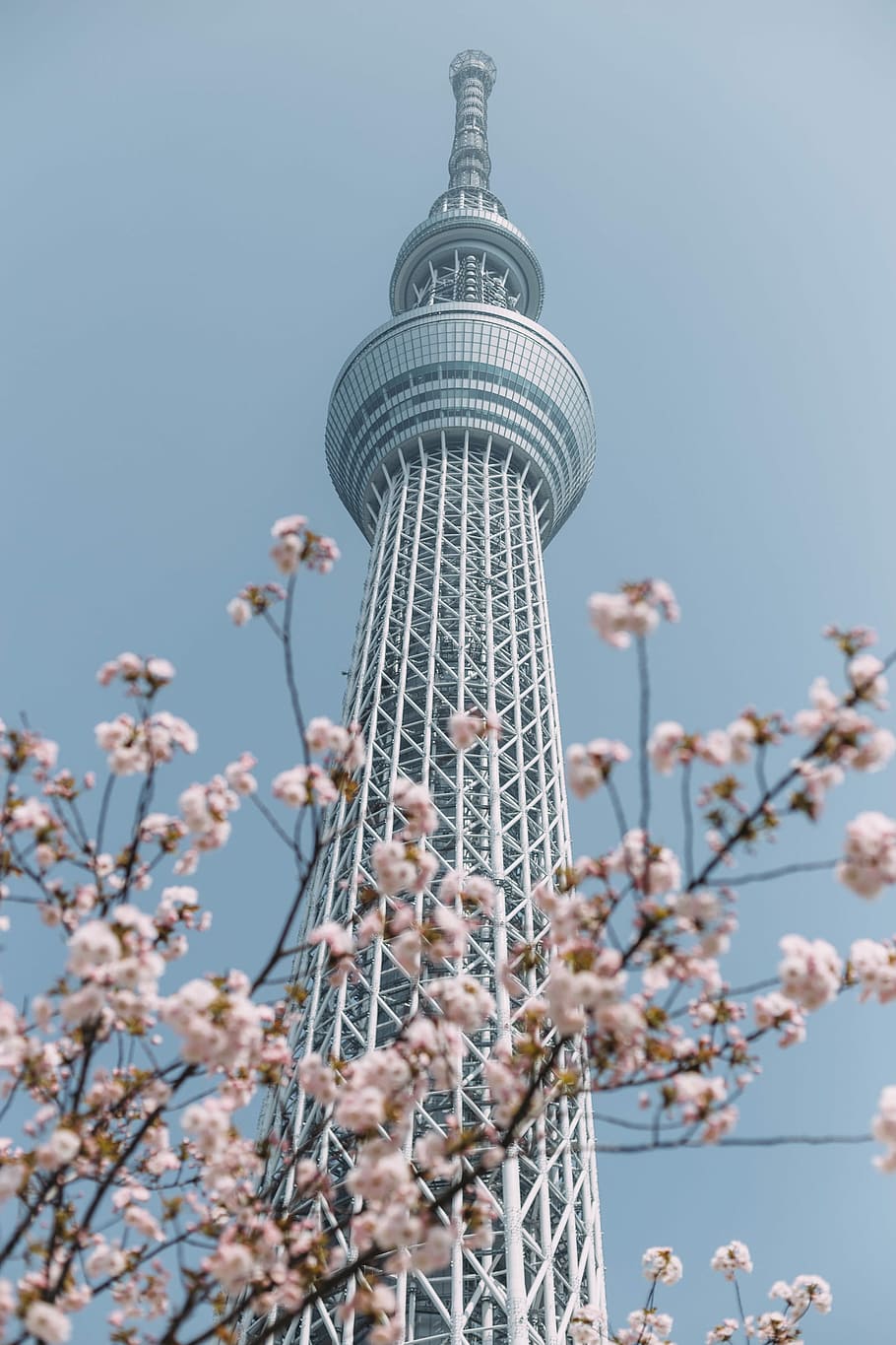 cherry blossom tree, Oriental Pearl tower, building, flower, bloom