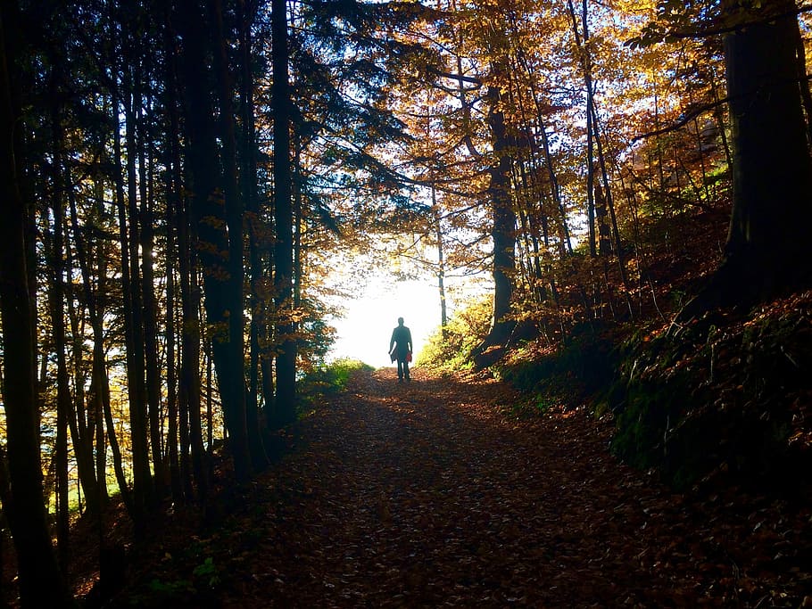Forest, Light, Shadow, Leaves, autumn, nature, trees, leaf HD wallpaper