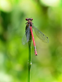 dragonfly, stem, red dragonfly, flying insect, pyrrhosoma nymphula HD wallpaper