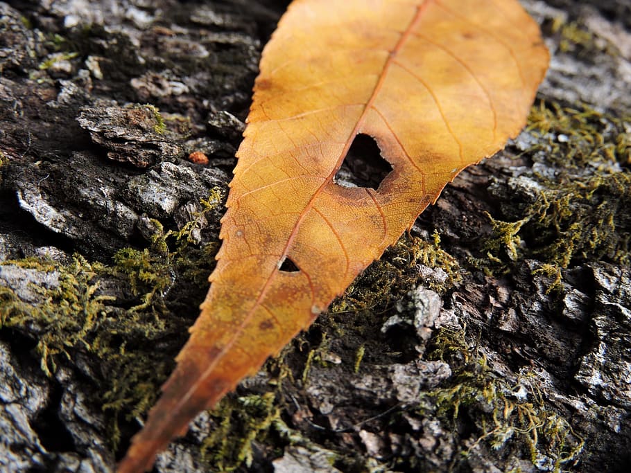 Leaf, Nature, Leaves, Background, leaves background, nature background HD wallpaper