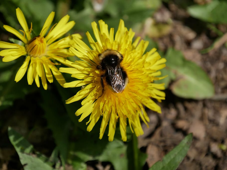 dandelion, bee, yellow, pollen, honey bee, flower, close, pollination HD wallpaper