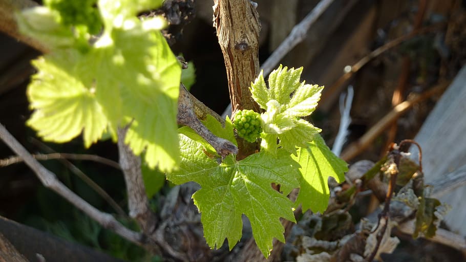 Wine, Cluster, Sheet, leaf, nature, no people, day, outdoors HD wallpaper