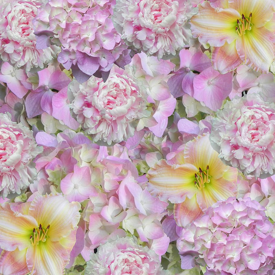 Floral, Background, Pink, Pattern, flower background, design HD wallpaper