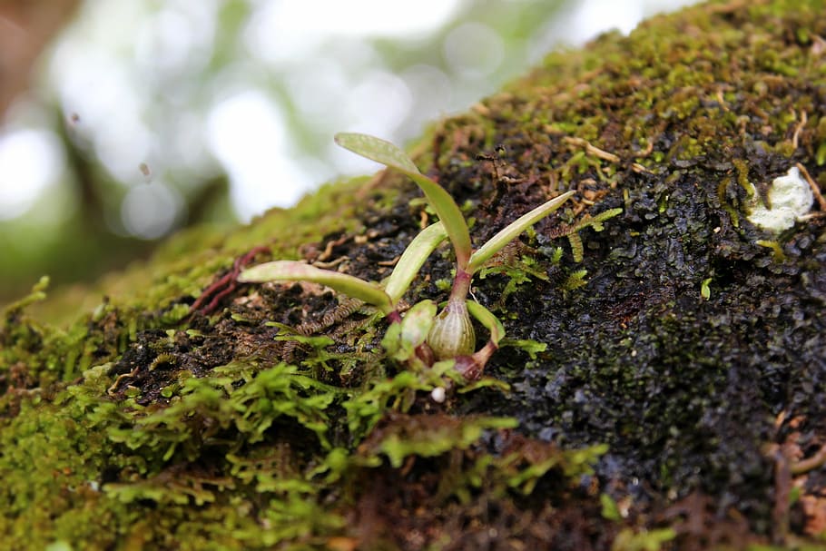 nature, moss, green, forest, natural, plant, macro, lichen HD wallpaper