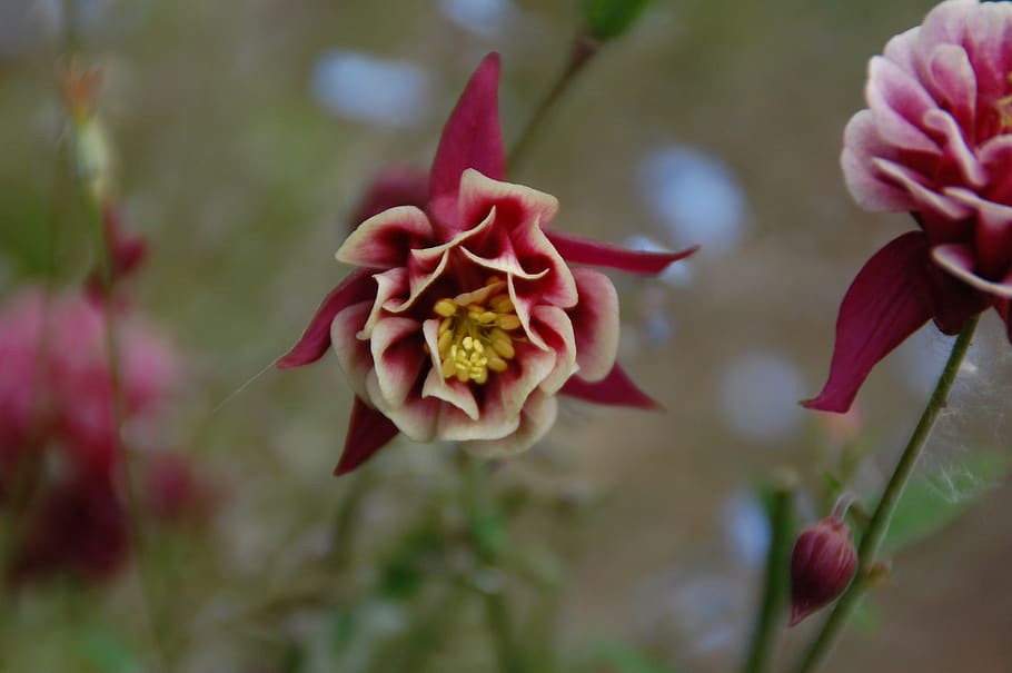 flower, nature, plant, garden, flowering plant, fragility, vulnerability HD wallpaper