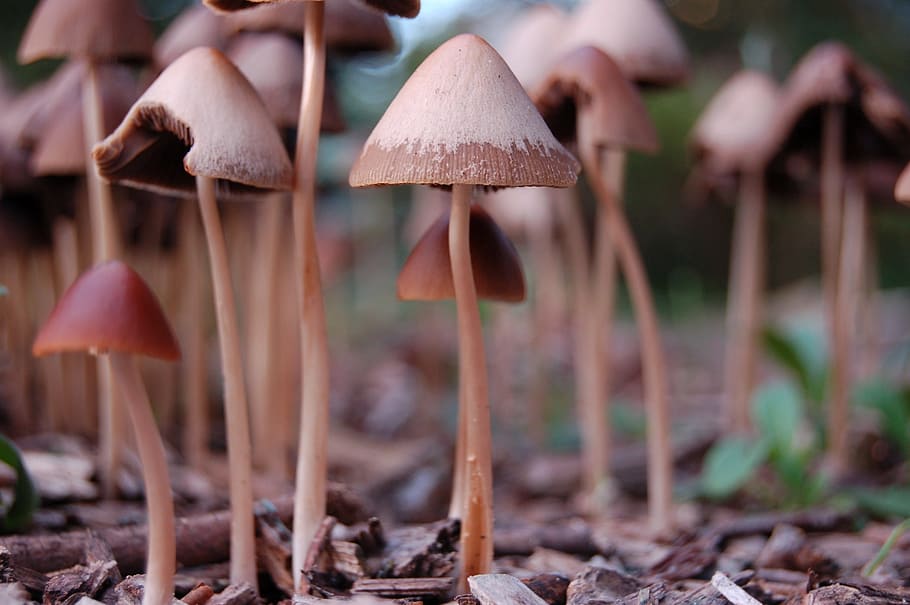Mushroom, Nature, Forest, fungus, plant, autumn, close-up, food HD wallpaper