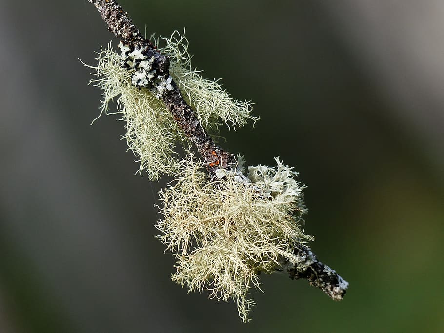 moss, tree, branch, forest, nature, close-up, autumn, plant HD wallpaper