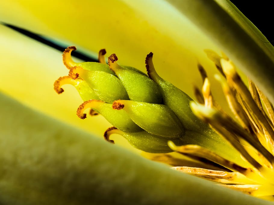 michelia champaca, blossom, bloom, white yellow, nature, close-up HD wallpaper